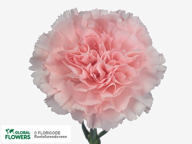 Гвоздика SE-Dianthus SE-Doncel-FC c875fda1-70a1-11ed-0a80-0c070059cbf3