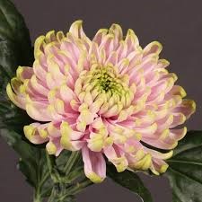 Хризантема одн-Chrysant Gr-Rossano Charlotte-70cm-95gr 016aebab-7f55-11f0-0a80-16d3001bd03f