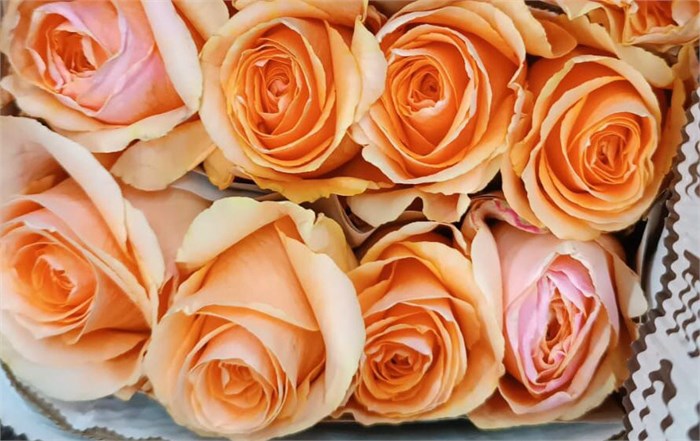 Роза-Rosa-Felicity--60cm-AG 15df6300-196a-11ed-0a80-046d000ddaf5
