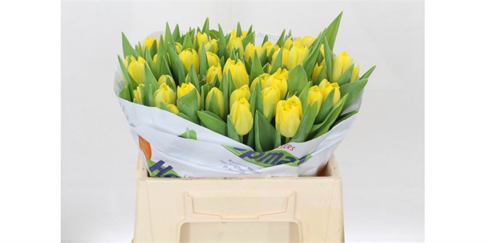 Тюльпан-Tulip-Du Nikon-38cm-35gr 15e3e287-b8ac-11f0-0a80-091c00186121