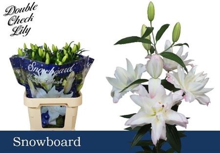 Лилия-Lilium-Or Du Snowboard--80cm 160148d1-1382-11ef-0a80-064b000b896e