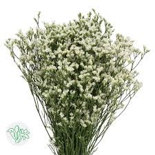 Лимониум-Limonium-Sensi Pina Colada-50cm-So 1612a162-7c03-11ef-0a80-0425001399f2