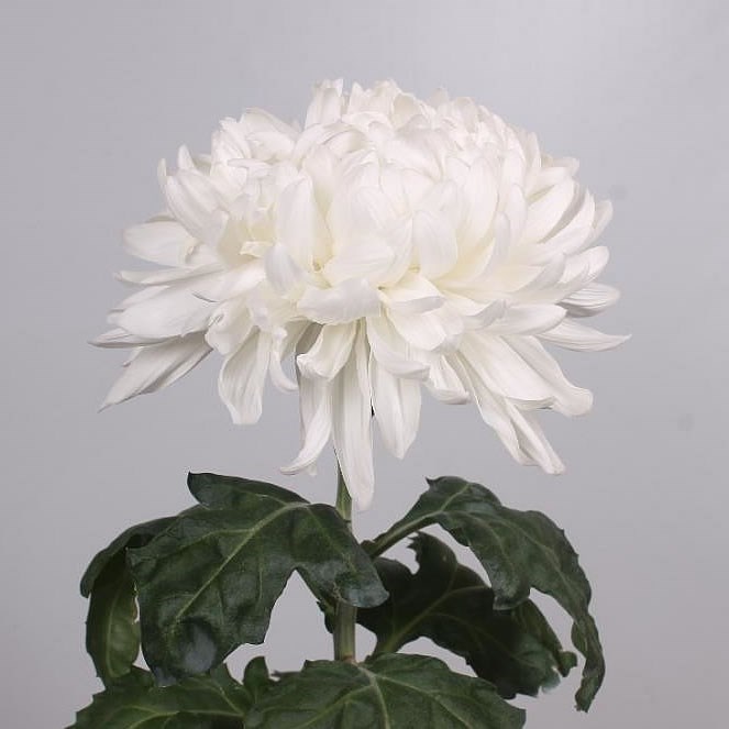 Хризантема одн-Chrysant Gr-Antonov-75cm-95gr 018eab21-bfa6-11ec-0a80-0b4c00086620