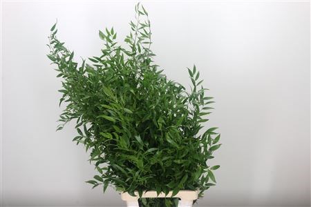 Рускус-Ruscus-Italy long x5 161aacf3-c86c-11ed-0a80-118400014c62