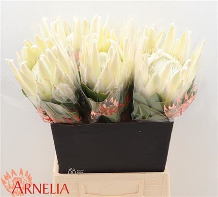 Протея-Protea-Cy Ayoba A Ic-50cm 161f4294-63e5-11ed-0a80-048c003b53d5