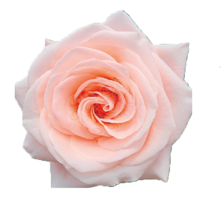 Роза-Rosa-Sisley-50cm--CN 164186c0-2fa6-11ef-0a80-160700095c87