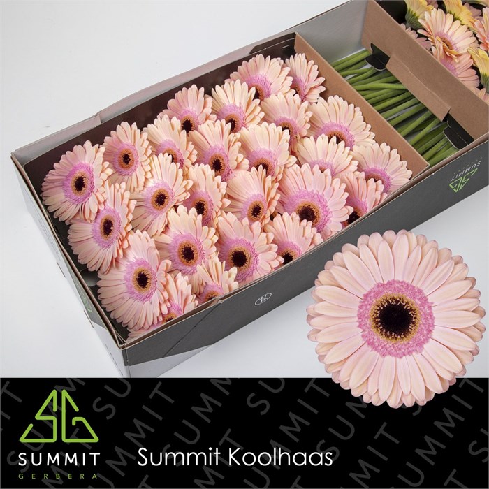 Гербера-Gerbera-Gr Alliance-45cm 16512acc-9d66-11f0-0a80-00e30000be84