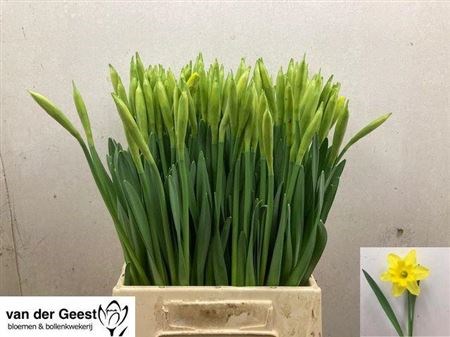 Нарцис-Narcissus-G Gigantic Star-48cm-28gr 019720e2-8bf4-11ed-0a80-070800d38cea