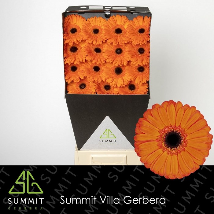 Гербера-Gerbera-Gr Applause-45cm 16537cdc-9d66-11f0-0a80-00e30000be87