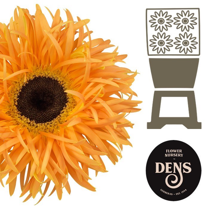 Гербера-Gerbera-Spider Bambu Diamond-50cm 165efd95-9d66-11f0-0a80-00e30000be8a