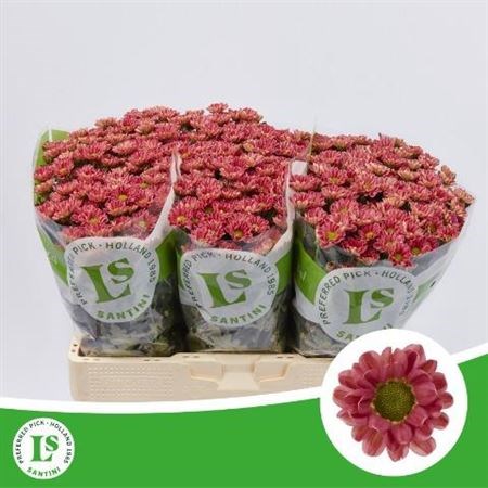 Хризантема сант-Chrysant sant-Rossi Lobster-55cm-110gr 165ff85c-e14c-11ef-0a80-17f1006d724b