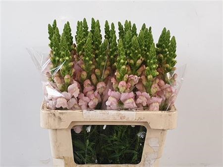 Антирринум-Antirrhinum-Costa Silver Ex-75cm 166616e4-6e29-11ef-0a80-153d00168965