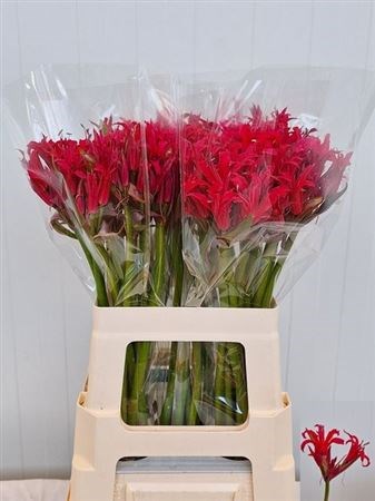 Нерине-Nerine-Elegance Amor-60cm 166eedc9-9d66-11f0-0a80-00e30000be96