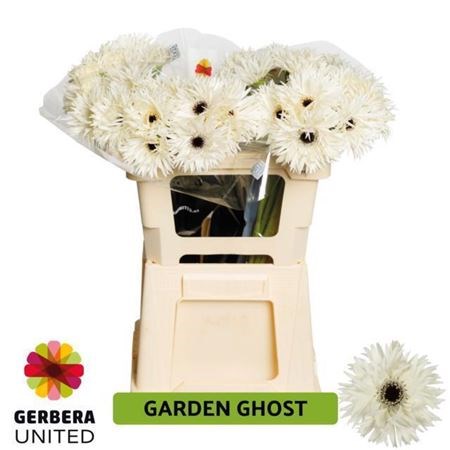 Гербера-Gerbera-Garden Ghost Diamond-45cm 1678b022-63e5-11ed-0a80-048c003b53e7