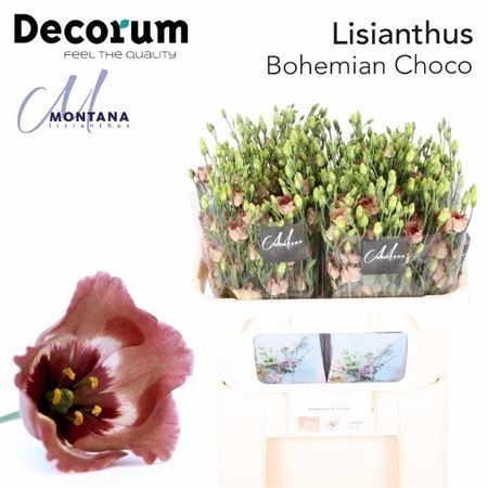 Лизиантус E-Lisianthus E-Bohemian Choco-70cm 1681889d-e14c-11ef-0a80-17f1006d725d