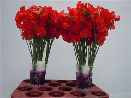 Латирус-Lathyrus-Parfum Red-40cm 1682dec9-efdf-11ec-0a80-0e4d0016502b