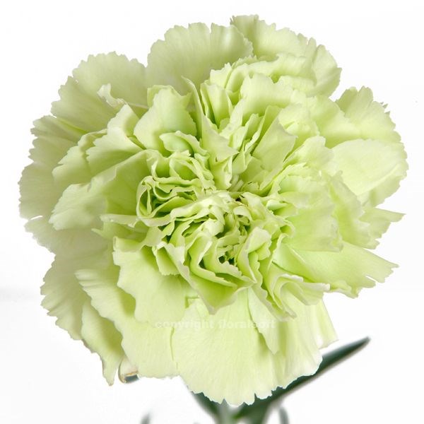 Гвоздика ст-Dianthus st-Prado Mint-65cm 16860faf-bfa4-11ec-0a80-0b4c00069dbf