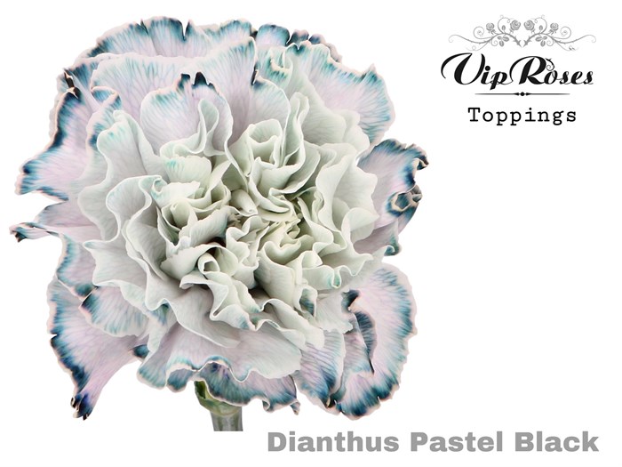 Гвоздика ст-Dianthus st-Pastel Black--60cm 1699d9a6-bfa4-11ec-0a80-0b4c00069dd8