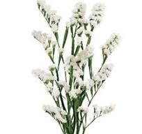 Лимониум-Limonium-Glacler White-60cm-So 16a3a867-39de-11ef-0a80-101800222f68