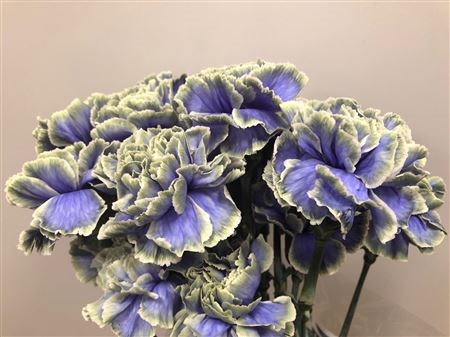 Гвоздика ст-Dianthus st-Purple Fresh-60cm 16a802fd-bfa4-11ec-0a80-0b4c00069df5