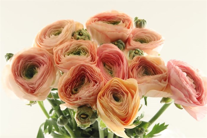 Ранункулус-Ranunculus-Cloni Extra Grand Pastel-45cm 16a8259c-63e5-11ed-0a80-048c003b53f3