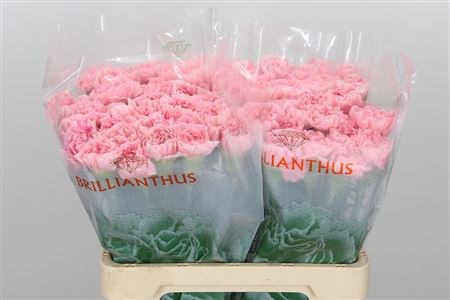 Гвоздика ст-Dianthus st-Pink Montezuma-60cm 16afbe5c-bfa4-11ec-0a80-0b4c00069dfe