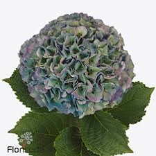 Гортензия-Hydrangea-Parade Classic-80cm 16b029cb-6e29-11ef-0a80-153d0016897d