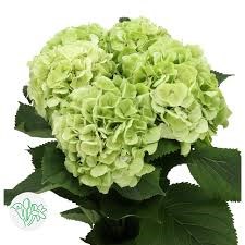Гортензия-Hydrangea-Verena Green Lime Classic-80cm 16b45a44-6e29-11ef-0a80-153d00168980