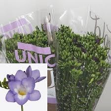 Фрезия-Freesia-En Palermo-55cm 16bc53ee-6e29-11ef-0a80-153d00168983