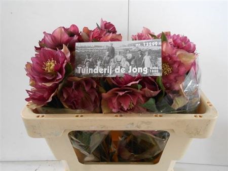 Хеллеборус-Helleborus-Or Db Ellen Red-50cm 16c75848-0edc-11f0-0a80-1a440009d007
