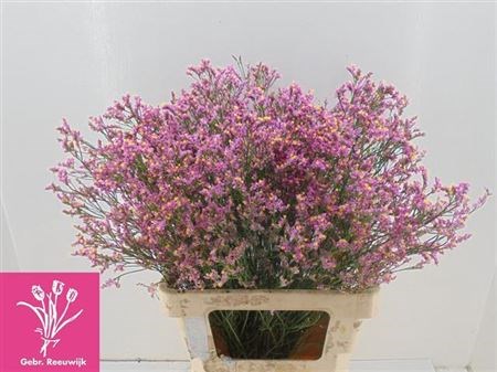 Лимониум-Limonium-Sin Princess Dia-70cm-30gr 16cb63d8-efdf-11ec-0a80-0e4d00165034