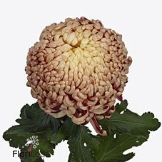 Хризантема одн-Chrysant Gr-Vienna Copper-80cm-100gr 16e124fe-63e5-11ed-0a80-048c003b53ff