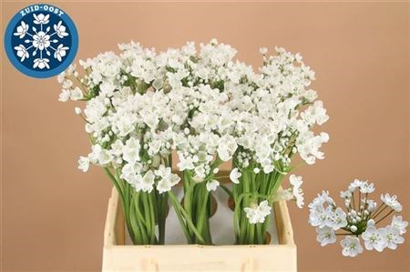 Аллиум-Allium-Flocon-45cm 173e6a9c-aef3-11ef-0a80-11b90147220c