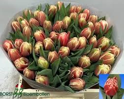 Тюльпан-Tulip-Du Everton-38cm-45gr 174e5143-0edc-11f0-0a80-1a440009d019