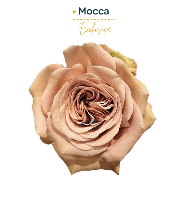 Роза-Rosa-Mocca-40cm-CN 17541763-b2f3-11ed-0a80-05d4001a936c