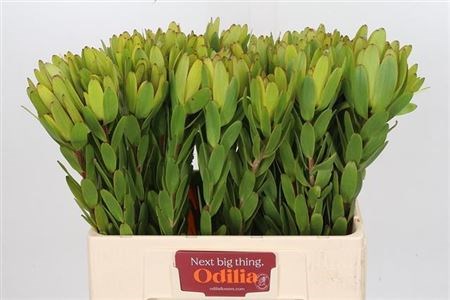 Леукадендрон-Leucadendron-Rosette-60cm 1755ff36-63e5-11ed-0a80-048c003b543f