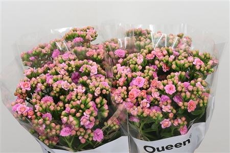 Каланхое-Kalanchoe-Taffy Pin Meadow-40cm 17565ce2-bfa5-11ec-0a80-0b4c00079613