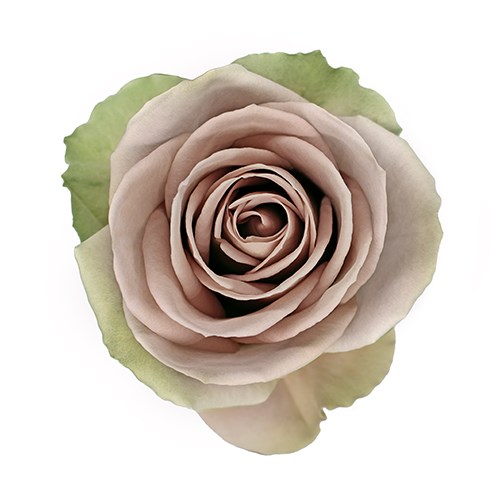 Роза-Rosa-Amnesia-50cm-PE 1758dd82-bfa9-11ec-0a80-0b4c000b00a4