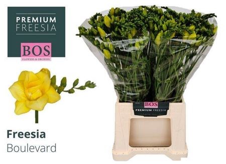 Фрезия-Freesia-Du Boulevard-52cm-26gr 175db23f-0edc-11f0-0a80-1a440009d01f