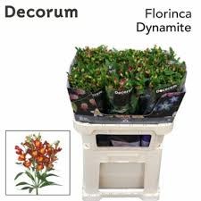 Альстромерия-Alstroemeria-Fl Dynamite-75cm 176f8652-8598-11ef-0a80-13ee00072fac