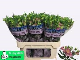 Альстромерия-Alstroemeria-Fl Joy Ride-75cm 1773473a-8598-11ef-0a80-13ee00072faf