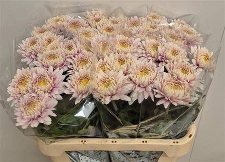 Хризантема одн-Chrysant Gr-Pandion Salmon-75cm-90gr 17872e96-8598-11ef-0a80-13ee00072fb2