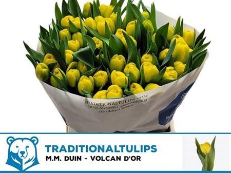 Тюльпан-Tulip-Du Volcan D Or-44cm-44gr 178b910c-0edc-11f0-0a80-1a440009d03f