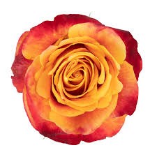Роза-Rosa-Silantoy-50cm-IS 17960aa9-ad6b-11ef-0a80-140b007ad329