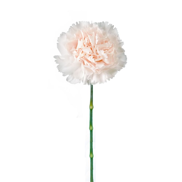 Гвоздика SE-Dianthus SE-Brutt-70cm-AO 17a962dc-bed0-11ef-0a80-1082000767ed