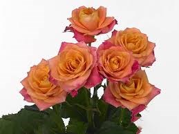 Роза куст-Rosa sp-Sanora-62cm-TB 17d086e9-9d69-11f0-0a80-0d170000e9de