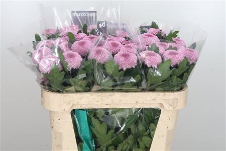 Хризантема одн-Chrysant Gr-Momoko-70cm-80gr 17d50ae4-bfa6-11ec-0a80-0b4c00087d30