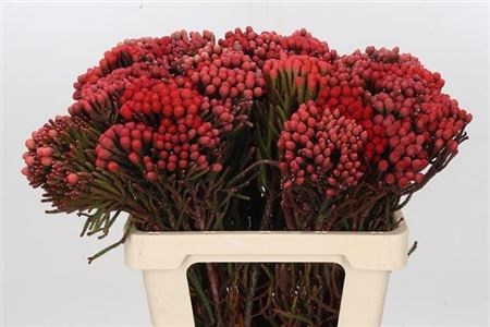 Бруния-Brunia-La Red-60cm 17dd38d7-63e5-11ed-0a80-048c003b5451