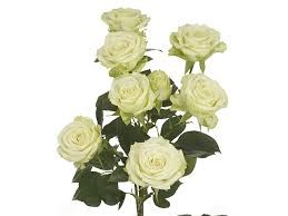 Роза куст-Rosa sp-Lyrica-62cm-TB 17e7ebef-9d69-11f0-0a80-0d170000e9f6