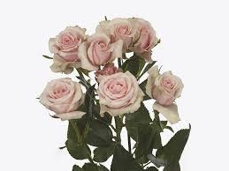 Роза куст-Rosa sp-Sweet Porcelina-62cm-TB 17eae532-9d69-11f0-0a80-0d170000e9f9